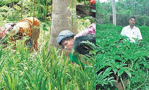 முன்னத்தி ஏர் 22: கந்தர்வக்கோட்டை உணவுக் காடு