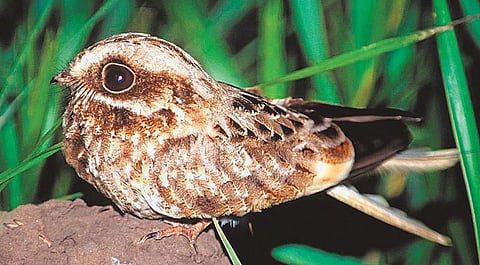 பாதுகைக் குருவி தெரியுமா?