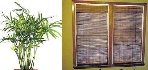 மூங்கிலைப் பயன்படுத்துவோம்