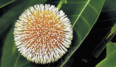 கிழக்கில் விரியும் கிளைகள் - 22: எப்படி வந்தது வெளிக் கடம்பு?