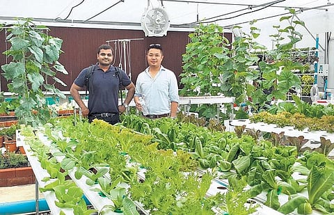 தண்ணீரில் காய்கறி வளர்க்கலாம்: சென்னை இளைஞரின் புதுமை வழி