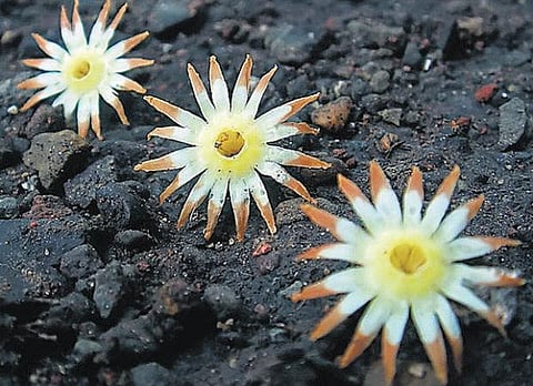 கிழக்கில் விரியும் கிளைகள் - 23: மகிழ்விக்கும் மகிழம்