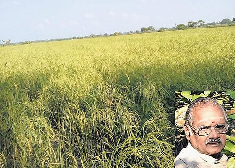 முன்னத்தி ஏர் 24: இரு பயிர் சாகுபடியால் தப்பிக்கலாம்