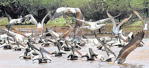 சுட்டெரிக்கும் வெயில் காரணமாக நீர்நிலைகளைத் தேடி அலையும் உள்நாட்டுப் பறவைகள்