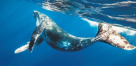 திமிங்கிலம் அழிந்தால் என்னவாகும்?