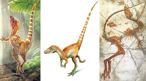 கொஞ்சம் அறிவியல்: முதல் கலர் டைனோசார்!