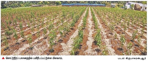 கோடையை சமாளிக்கும் ‘மாடல் கிராமம்’- 100% சொட்டுநீர்ப் பாசனத்தில் விவசாய உற்பத்தி