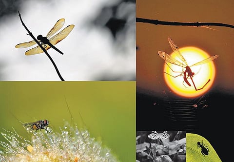 பேசும் படம்: வண்ணங்களின் பேருலகு!