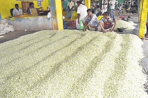 கோடை சீசனால் வரத்து அதிகரிப்பு: மல்லிகை பூ விலை கடும் சரிவு - கிலோ ரூ.80க்கு விற்பனை