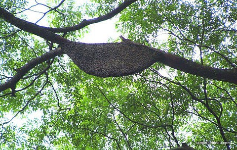 233 - விளவங்கோடு