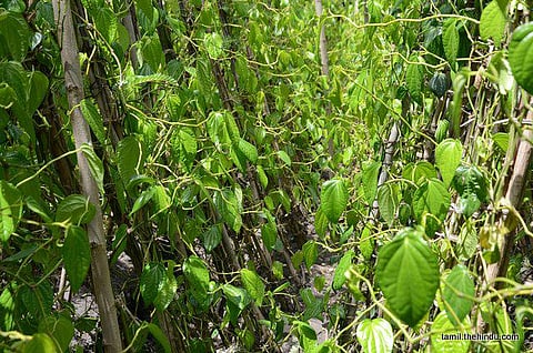 136 - கிருஷ்ணராயபுரம் (தனி)