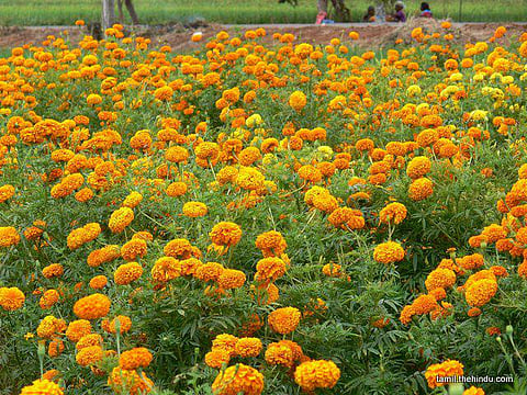 223 - ஆலங்குளம்