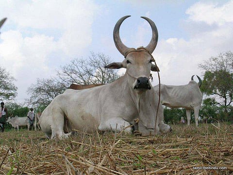 102 - காங்கேயம்