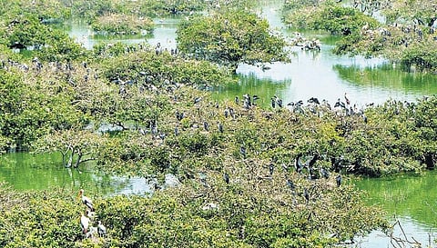 பறவைகள் வரத்து 60 ஆயிரத்தை தாண்டியது: வேடந்தாங்கல் நீர்நிலைகளில் மரங்களை நட வனத்துறை திட்டம் - 1.25 லட்சம் பார்வையாளர்கள் வந்துள்ளனர்