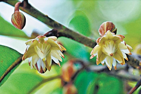 கிழக்கில் விரியும் கிளைகள் - 25: ஆக்சிஜன் அமுதசுரபி