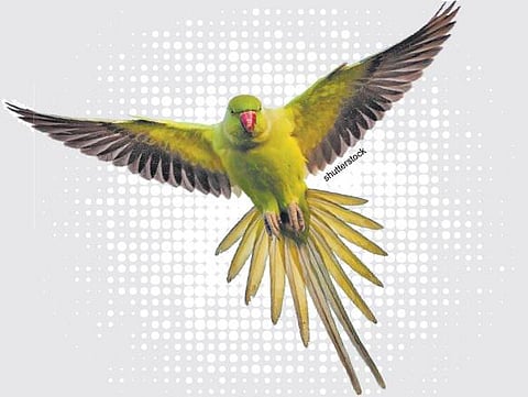 கிளிகளிடமிருந்து காப்பாற்றப்பட்ட பூமி