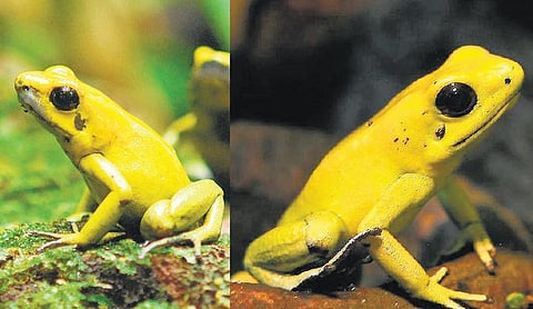 தவளைக்கு விஷம் உண்டா?