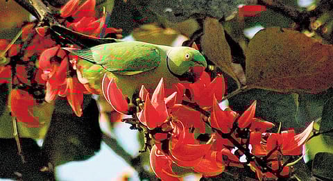 கிழக்கில் விரியும் கிளைகள் - 26: கிளிமூக்கு மலர்