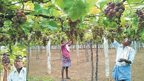 பன்னீர் திராட்சை சாகுபடி: ஆண்டுக்கு ரூ. 3 லட்சம் லாபம்