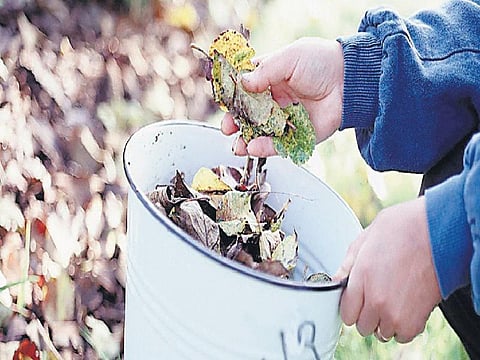 காசில்லாமல் கிடைக்கும் இயற்கை உரம்