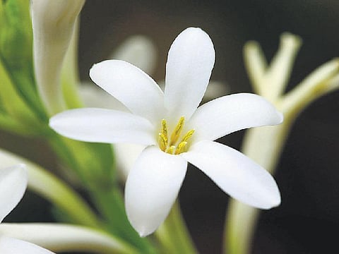 பி.எச்டி. ஆராய்ச்சியாளரின் சம்பங்கிப் பூ சாகுபடி