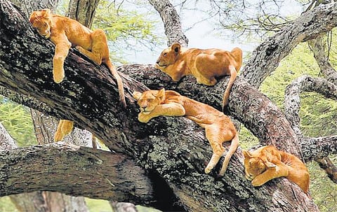 உலக மசாலா: மரத்தில் ஓய்வெடுக்கும் சிங்கங்கள்!