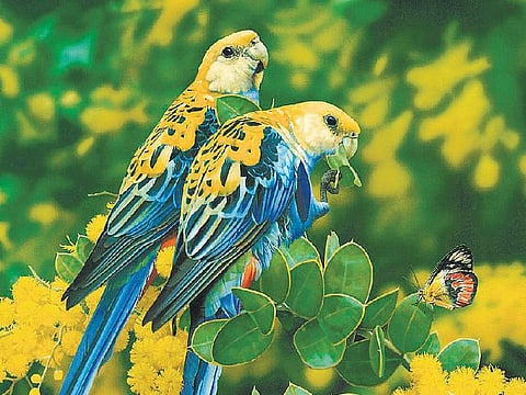 எதிரிகள் இல்லாத பட்டாம்பூச்சிகள்!