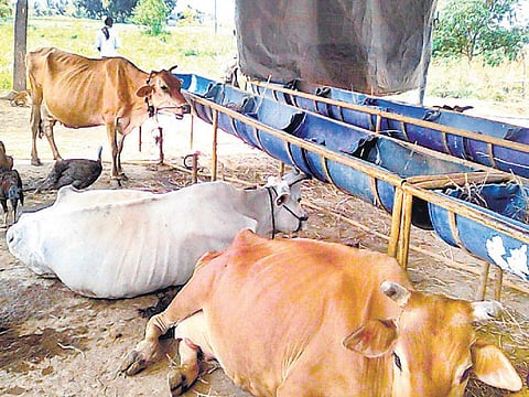 முன்னத்தி ஏர் 31- கால்நடைகளைப் போற்றும் இயற்கை வேளாண்மை