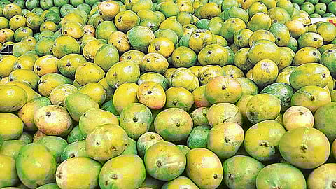 45 நாட்கள் தாமதமாக தொடங்கிய சீசன்: மல்கோவா ரக மாம்பழங்கள் கிலோ ரூ.100க்கு விற்பனை