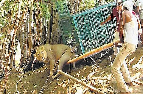 100 அடி ஆழ கிணற்றில் விழுந்த சிங்கம் மீட்பு