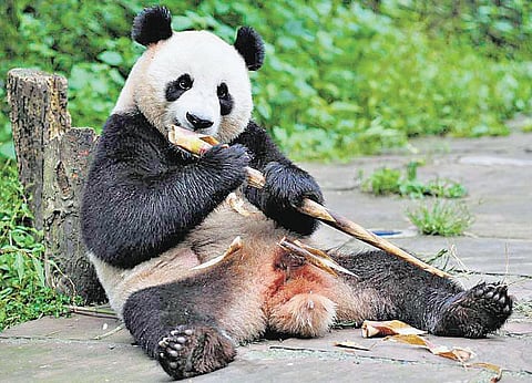 பாண்டா புராணம்!