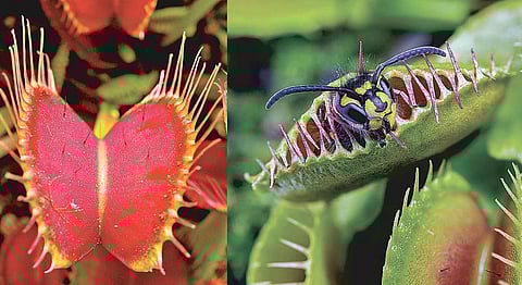 பூச்சிகளை விழுங்கும் செடி!