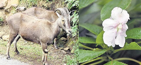 பல்லுயிர் பெருக்கம் நிறைந்த நாடுகளில் 9-வது இடத்தில் இந்தியா: அழியும் நிலையில் 325 வகை உயிரினங்கள்