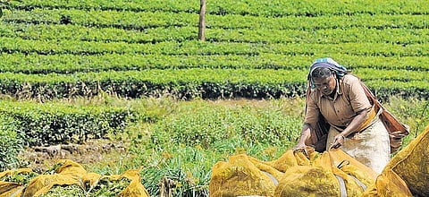 வால்பாறையில் இருந்து வெளியேறும் தேயிலை எஸ்டேட் தொழிலாளர்கள்: மாற்றுத் தொழில் ஏற்படுத்த அரசு முன்வருமா?