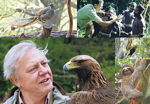 பறவை தாத்தாவின் அழகான நாட்கள்!