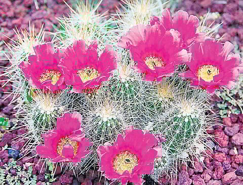 காவல் செய்யும் கள்ளி!