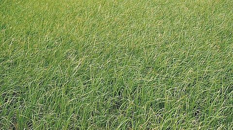 ஜூன் 4, 5-ல் நெல் திருவிழா