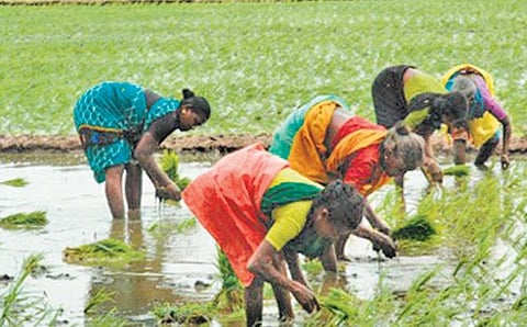 ரூ.2 ஆயிரம் கோடிக்கு மட்டுமே விவசாயக் கடன்கள் தள்ளுபடியாகும் வாய்ப்பு: எஞ்சியவை தள்ளுபடி வரம்புக்குள் வராது என வங்கிகள் தகவல்