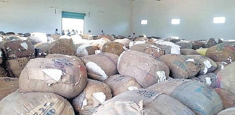 விவசாயிகளுக்கு நியாயமான விலை கிடைக்க இந்திய பருத்திக் கழகம் தமிழகத்தில் கொள்முதல் செய்யுமா?