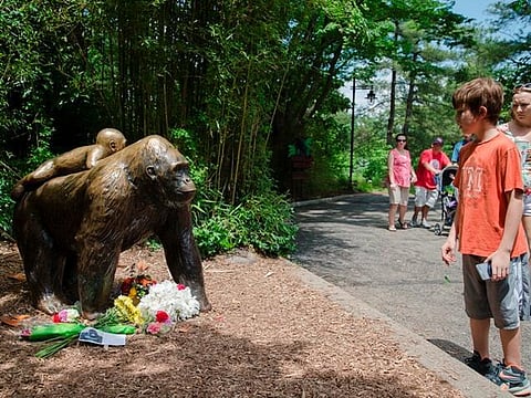 குழந்தையை காப்பாற்ற கொரில்லாவைக் கொன்ற ஓஹியோ உயிரியல் பூங்கா