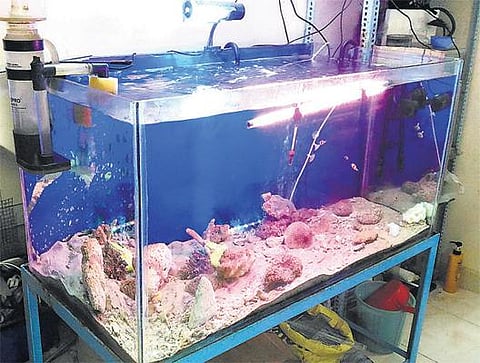 வீட்டில் கடல் மீன்களை வளர்ப்பதில் ஆர்வம்