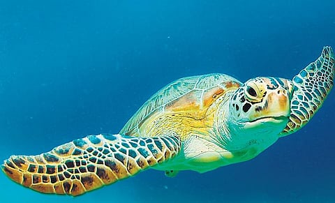 அதிர்ஷ்டக்கார ஆமை!