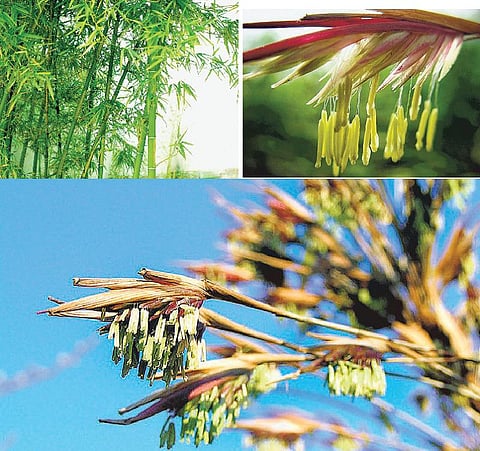 எலிகளை ஈர்க்கும் மூங்கில் பூக்கள்