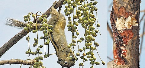 கிழக்கில் விரியும் கிளைகள் 33: தீக்குச்சி மரத்தின் அறியாத பயன்