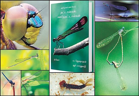 பார்வையால் பிடித்து மகிழ்வோம் தட்டான்களை!