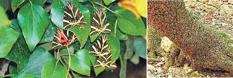 வண்ணத்துப்பூச்சிகளின் மாய உலகம்