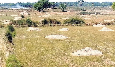 காவிரி டெல்டா பகுதிகளில் அறுவடைக் காலத்தில் வீணாகும் வைக்கோல்: காகித தொழிற்சாலை தொடங்க வலியுறுத்தல்