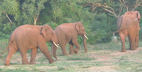 கோவை அருகே குழுவாகச் சுற்றித் திரியும் 3 காட்டு யானைகளை கட்டுப்படுத்த நால்வர் குழு