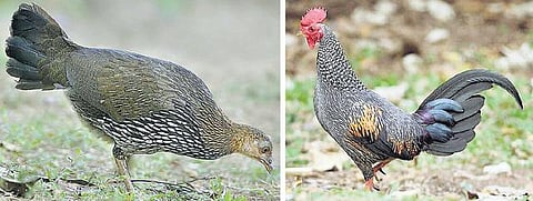 அழிவின் விளிம்பில் காட்டுக் கோழி இனங்கள்: பன்னாட்டு இயற்கை பாதுகாப்பு அமைப்பு தகவல்