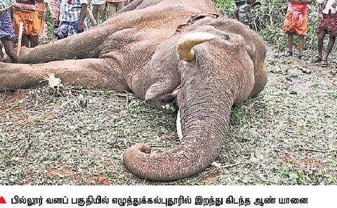 கோவை அருகே மேலும் ஒரு யானை மர்ம மரணம்: மயக்க ஊசியால் இறந்ததாக மீண்டும் சர்ச்சை